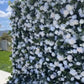 Luxury White Rose Flower Wall Rental | 8’ x 10’ 3D Backdrop